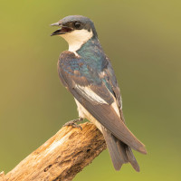 White-winged Swallow